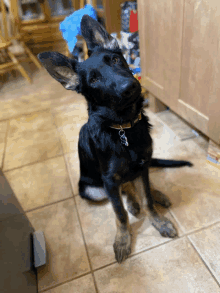 a black german shepherd sitting on a tile floor