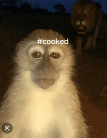 a monkey with # cooked written on its head