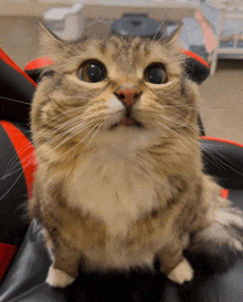 a cat with a surprised look on its face looks up at the camera