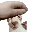 a hand is petting a cat 's head .