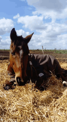 a horse is laying in a pile of hay