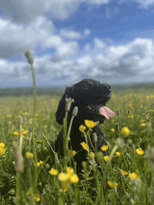 a black dog sitting in a field of yellow flowers with its tongue hanging out