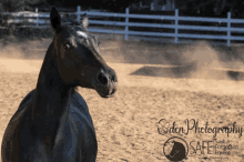 a black horse is standing in a dirt field with a fence in the background and the words " eden photography " on the bottom