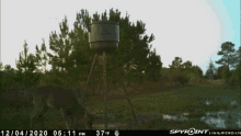 a deer is standing in front of a spypoint camera