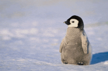 a baby penguin stands in the snow looking at the camera