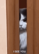 a black and white cat is peeking out of a wooden door .