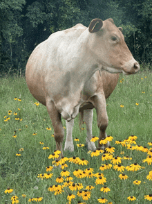 a brown and white cow standing in a field of yellow daisies