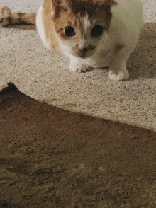 a brown and white cat laying on the floor looking at the camera