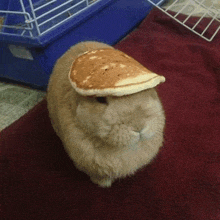 a rabbit with a pancake on its head is sitting on a rug .