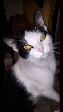 a black and white cat with yellow eyes is looking up