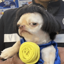 a man is holding a small dog wearing a wig