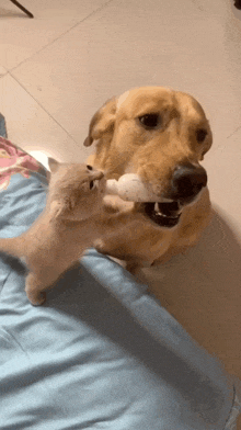 a dog and a cat are playing with a toy