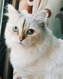 a fluffy white cat with blue eyes looking out a window