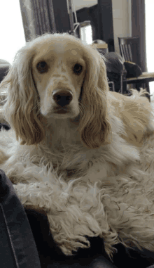 a cocker spaniel is laying down on a couch and looking at the camera