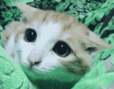 a close up of a cat laying on a green blanket looking at the camera .