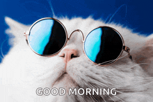 a white cat wearing sunglasses with the words good morning written below it