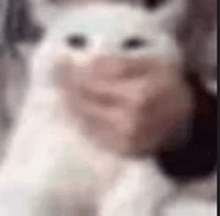 a blurry picture of a person holding a white cat with a mask on its face .
