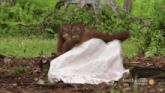 two orangutans are laying on a white blanket with the smithsonian channel written on the bottom