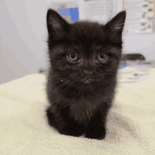 a small black kitten is sitting on a green blanket and looking at the camera