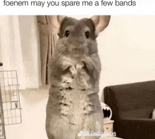 a chinchilla standing on its hind legs with a caption that says foenem may you spare me a few bands .