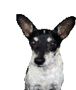 a black and white dog with big ears is sitting on a white background and looking at the camera .