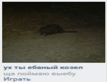 a picture of a rabbit in the dark with a caption in russian