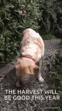 a dog standing on a gravel path with the words the harvest will be good this year on the bottom