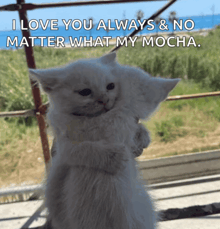 two cats hugging each other with a caption that says i love you always & no matter what my mocha