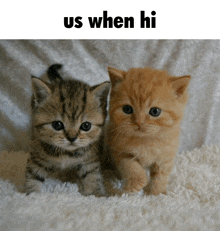 two kittens standing next to each other with the caption us when hi above them