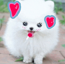 a white dog with a lollipop in its mouth and two hearts on its face