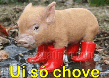 a picture of a pig wearing red rain boots with the words ui so chove below it