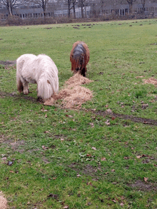 two horses are grazing in a grassy field and one is eating hay