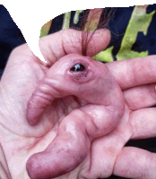 a person is holding a baby elephant in their hand with one eye