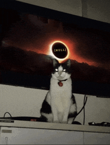 a black and white cat sitting in front of a tv screen with the word null on it