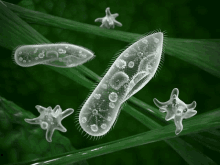 a computer generated image of a bacteria on a green background