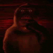 a close up of a monkey in a hoodie in a dark room with a brick wall in the background .