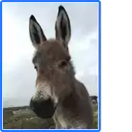 a donkey is standing in a field and looking at the camera