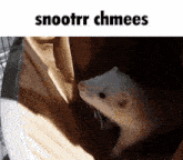 a picture of a ferret with the words snootrr chmees below it