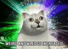 a white cat is standing in front of a rainbow background and says `` weird knowledge increased '' .