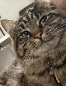 a close up of a cat 's face with a tag on it