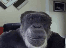 a chimpanzee with a beard is sitting on a couch .