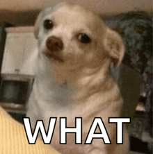 a small white dog is looking at the camera with the word what above it