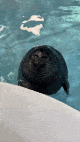 a seal is swimming in the water and looking up at the camera