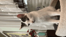 a black and white cat laying on a cat tree in front of a window