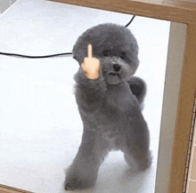 a small gray dog is standing in front of a mirror giving the middle finger .