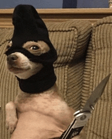 a dog wearing a black mask holds a knife