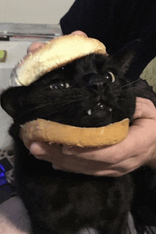 a black cat is holding a bun in its mouth