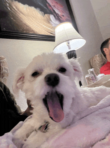 a white dog with its tongue hanging out is yawning