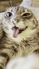a cat sticking its tongue out while laying on its back