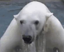 a polar bear is standing in the water and drinking water .